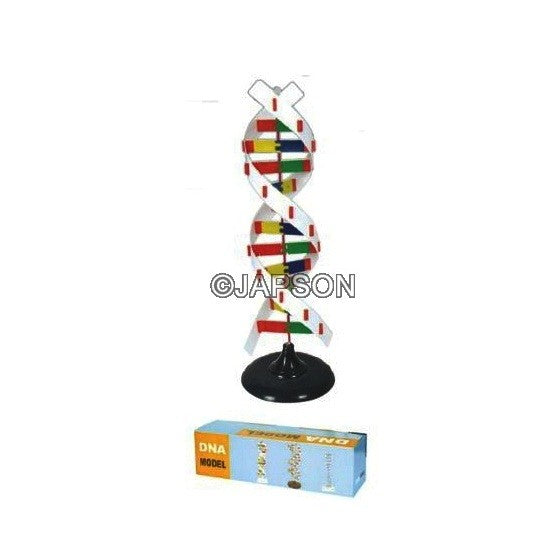 DNA Activity Model DNA Activity Model